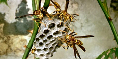 Bees and Wasps